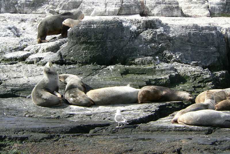 20 Elefanti marini nel Canale Beagle